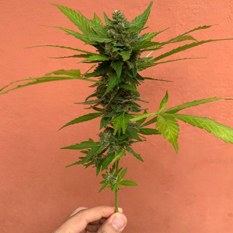 Critical Purple growlog timeline photo
