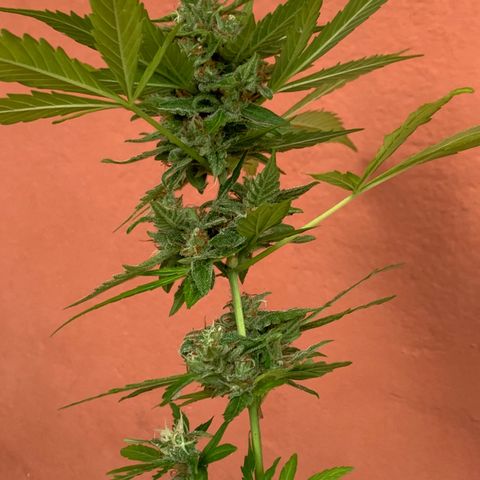 Critical Purple growlog timeline photo
