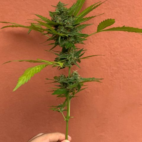 Critical Purple growlog timeline photo