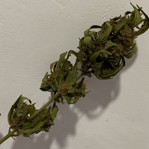 Critical Purple growlog timeline photo