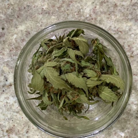 Critical Purple growlog timeline photo