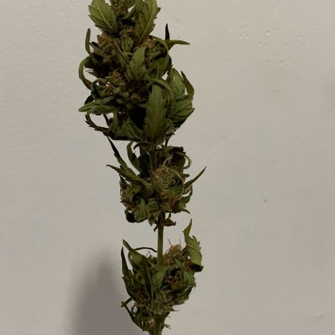 Critical Purple growlog timeline photo