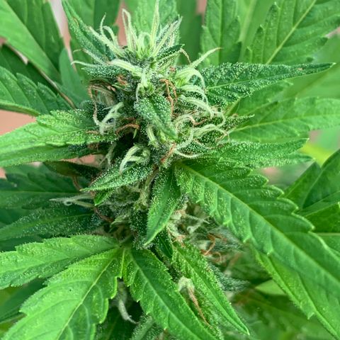 24K Tangie growlog timeline photo