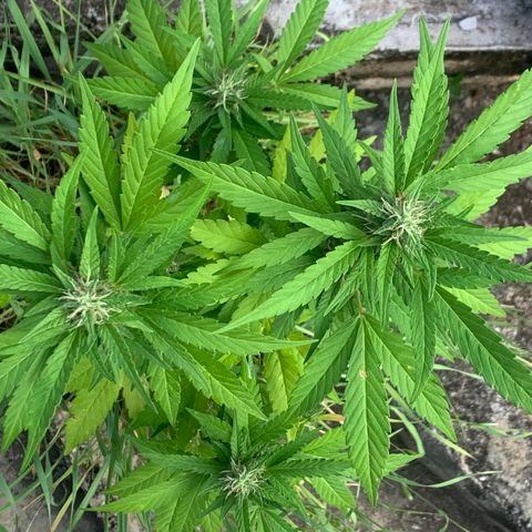 24K Tangie growlog timeline photo