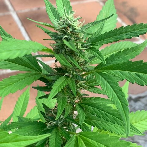 24K Tangie growlog timeline photo