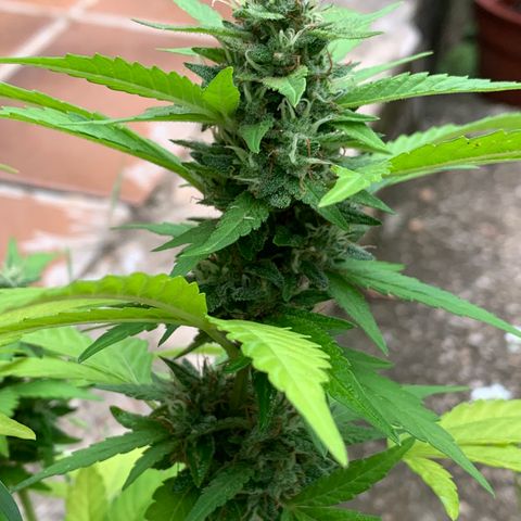 24K Tangie growlog timeline photo
