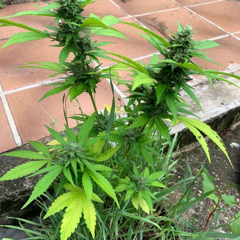 24K Tangie growlog timeline photo