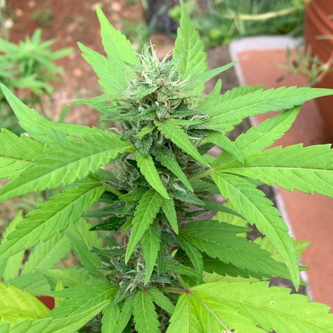 24K Tangie growlog timeline photo