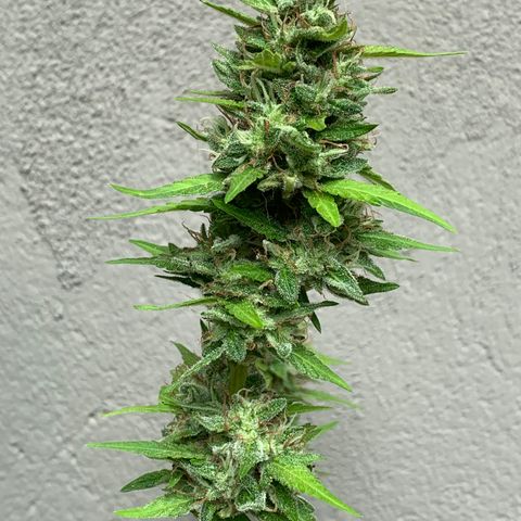 24K Tangie growlog timeline photo
