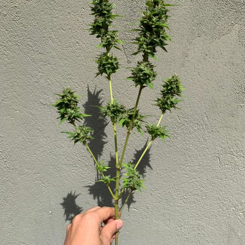 24K Tangie growlog timeline photo