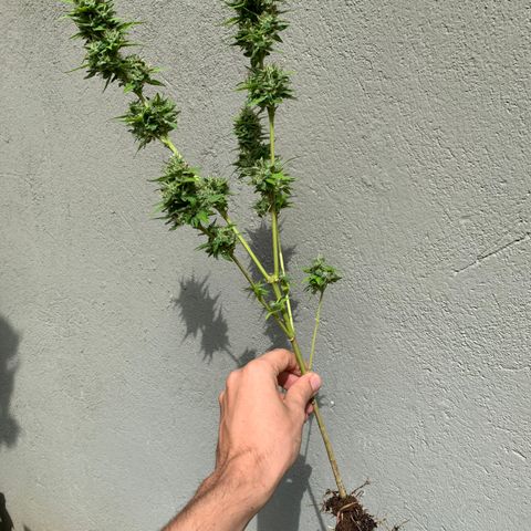 24K Tangie growlog timeline photo