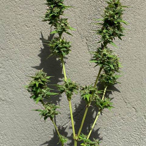 24K Tangie growlog timeline photo