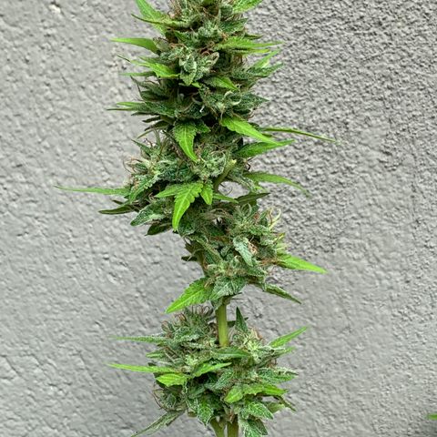 24K Tangie growlog timeline photo