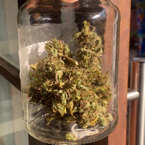 24K Tangie growlog timeline photo