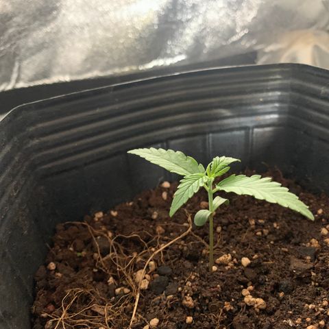 Original Auto Northern Lights growlog timeline photo