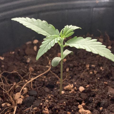 Original Auto Northern Lights growlog timeline photo