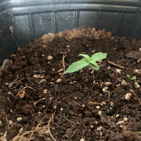 Original Auto Northern Lights growlog timeline photo