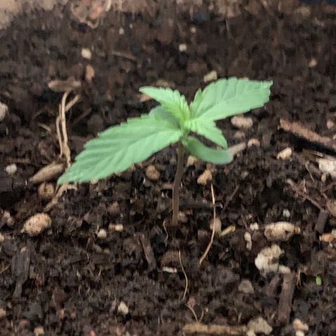 Original Auto Northern Lights growlog timeline photo