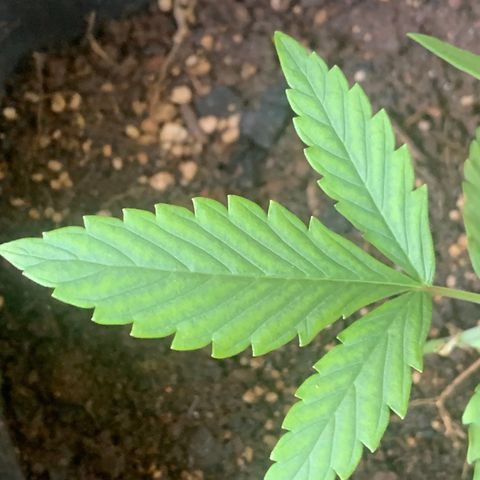 Original Auto Northern Lights growlog timeline photo