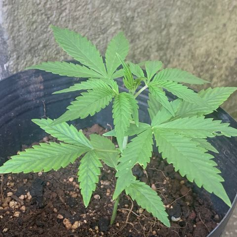 Original Auto Northern Lights growlog timeline photo