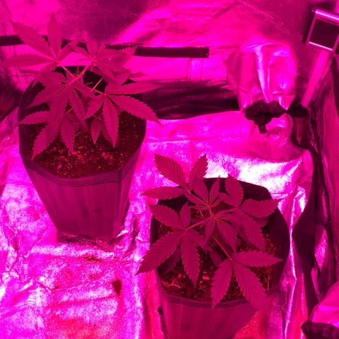 Original Auto Northern Lights growlog timeline photo