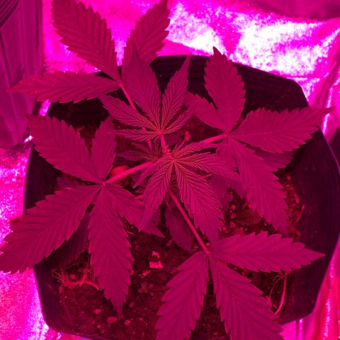 Original Auto Northern Lights growlog timeline photo