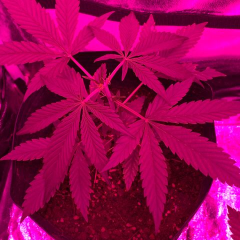 Original Auto Northern Lights growlog timeline photo