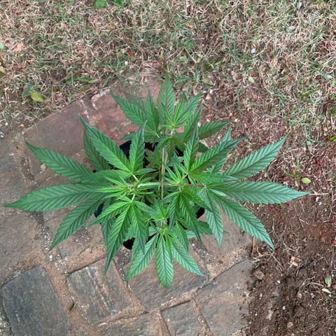 Original Auto Northern Lights growlog timeline photo