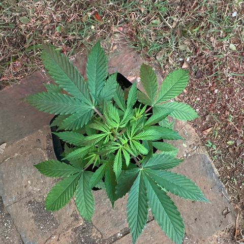 Original Auto Northern Lights growlog timeline photo