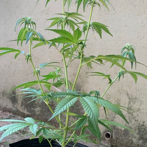 Original Auto Northern Lights growlog timeline photo