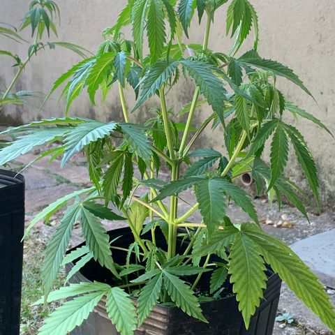 Original Auto Northern Lights growlog timeline photo