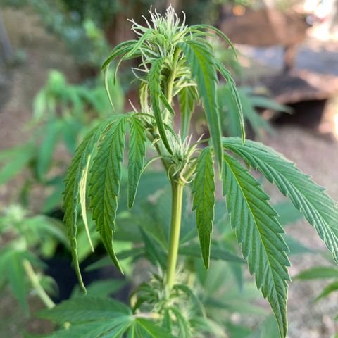 Original Auto Northern Lights growlog timeline photo