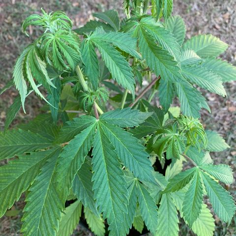 Original Auto Northern Lights growlog timeline photo