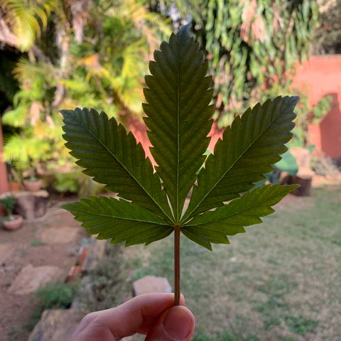 Original Auto Northern Lights growlog timeline photo