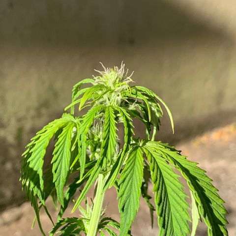 Original Auto Northern Lights growlog timeline photo