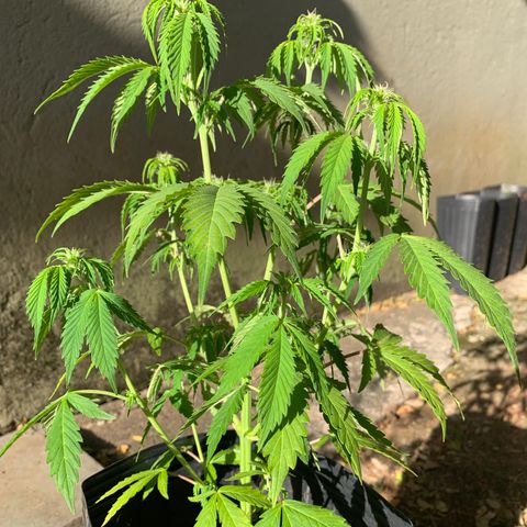 Original Auto Northern Lights growlog timeline photo