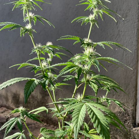 Original Auto Northern Lights growlog timeline photo