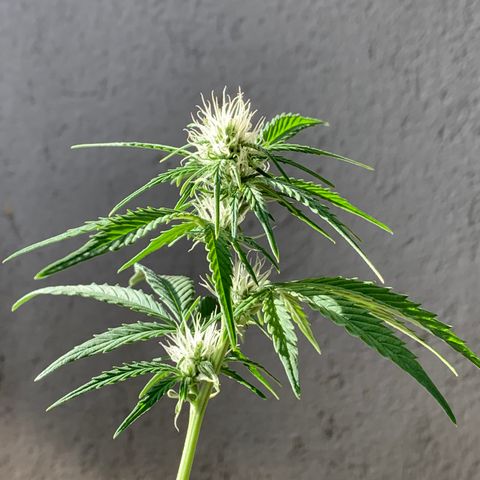 Original Auto Northern Lights growlog timeline photo