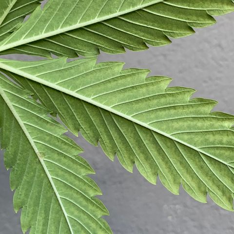 Original Auto Northern Lights growlog timeline photo