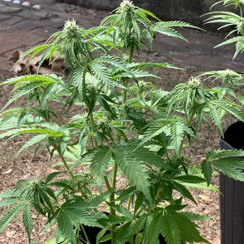 Original Auto Northern Lights growlog timeline photo