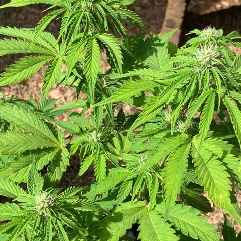 Original Auto Northern Lights growlog timeline photo