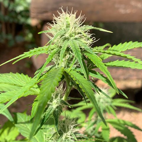 Original Auto Northern Lights growlog timeline photo