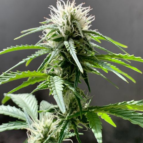 Original Auto Northern Lights growlog timeline photo