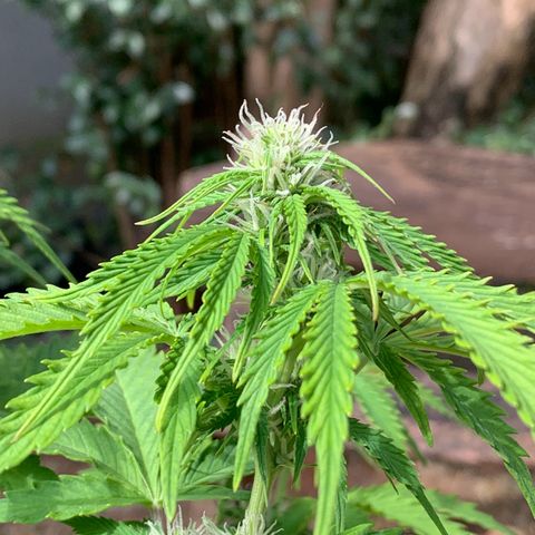 Original Auto Northern Lights growlog timeline photo