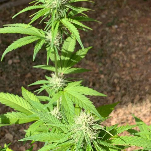 Original Auto Northern Lights growlog timeline photo