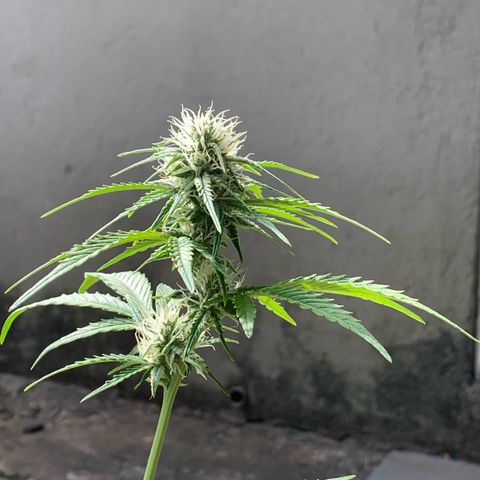 Original Auto Northern Lights growlog timeline photo
