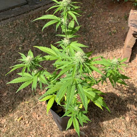 Original Auto Northern Lights growlog timeline photo