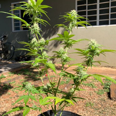 Original Auto Northern Lights growlog timeline photo