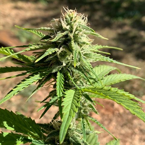 Original Auto Northern Lights growlog timeline photo