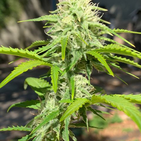 Original Auto Northern Lights growlog timeline photo
